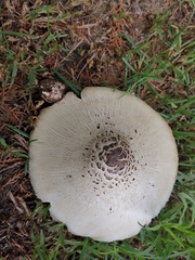 Fungi