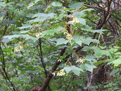 Acer ukurunduense