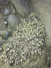 Raoulia parkii