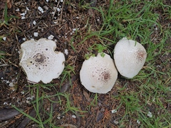Fungi