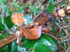 Uroplatus phantasticus