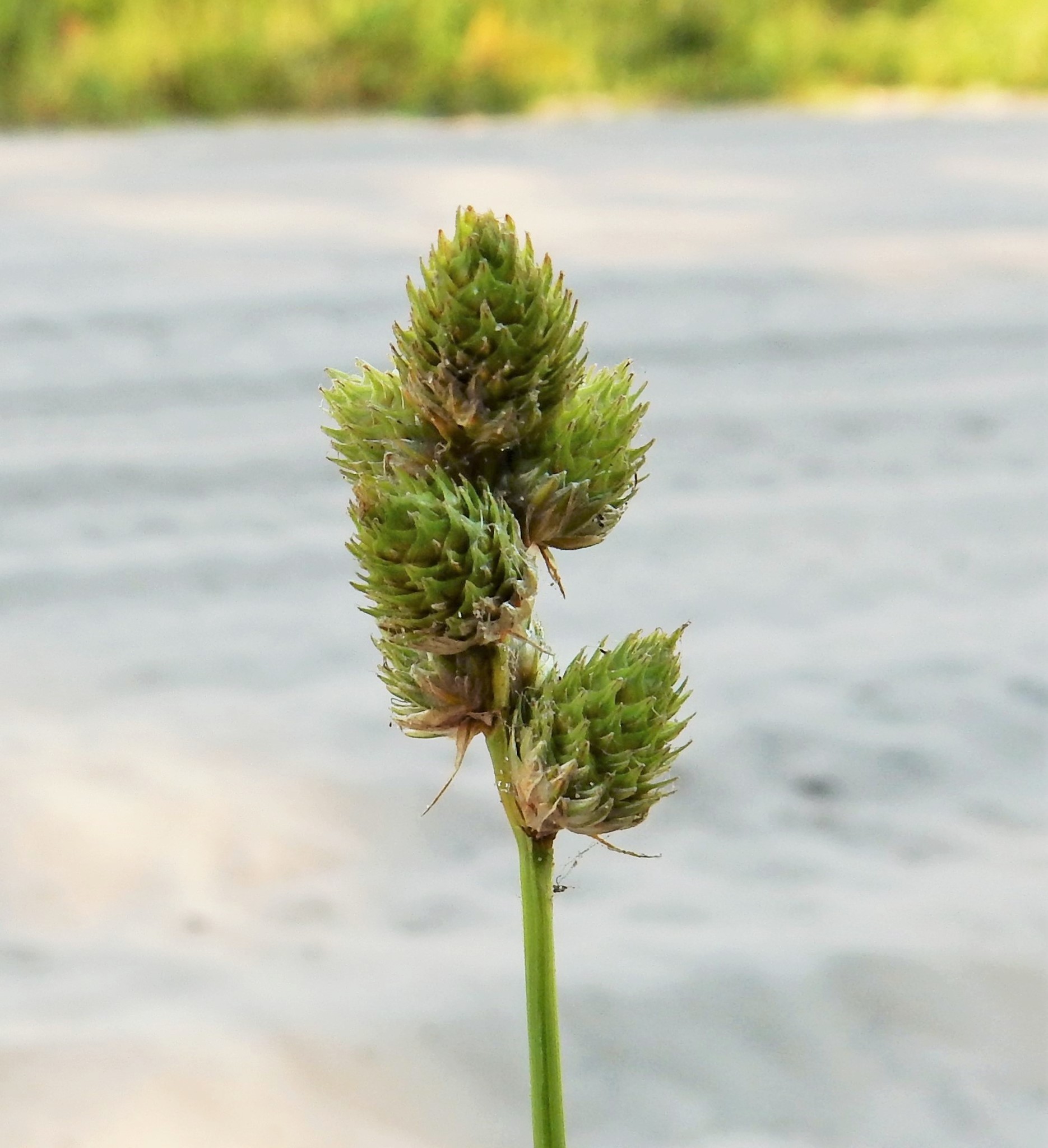 Carex cumulata