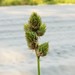 Carex cumulata - Photo (c) John Scholze,  זכויות יוצרים חלקיות (CC BY-NC), הועלה על ידי John Scholze