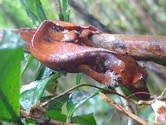 Uroplatus phantasticus