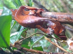 Uroplatus phantasticus