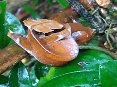 Uroplatus phantasticus