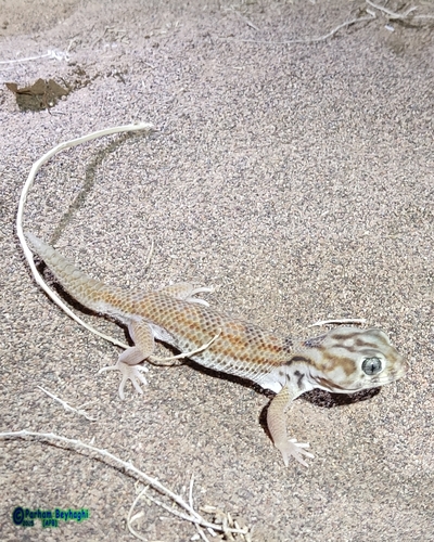 Persian Wonder Gecko