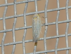 Dalbulus elimatus