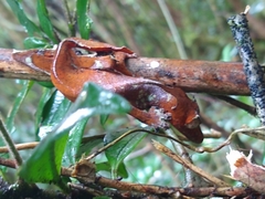 Uroplatus phantasticus