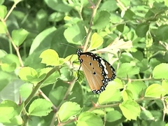 Danaus chrysippus