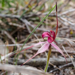 Caladenia cruciformis
