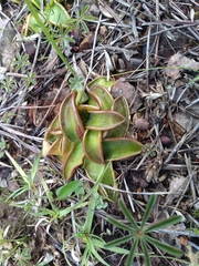 Pinguicula oblongiloba