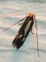 Isocorypha mediostriatella