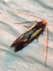 Isocorypha mediostriatella