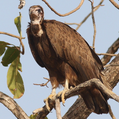 Alimoche sombrío (Necrosyrtes monachus)