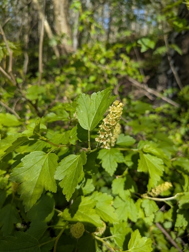 Alpine currant (Ribes alpinum)