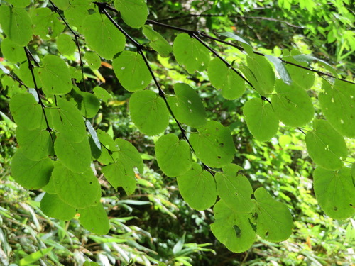 Cercidiphyllum magnificum (Cercidiphyllum magnificum)