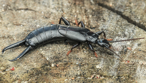 black earwig
