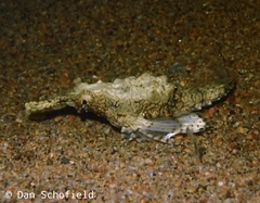 Eurypegasus draconis