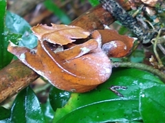 Uroplatus phantasticus