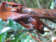 Uroplatus phantasticus