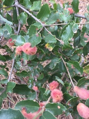 Heteroecus dasydactyli