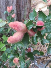 Heteroecus dasydactyli