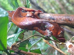 Uroplatus phantasticus