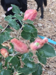 Heteroecus dasydactyli