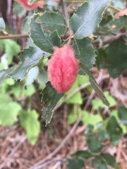 Heteroecus dasydactyli