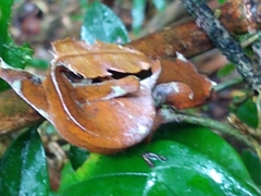 Uroplatus phantasticus