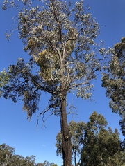 Eucalyptus sideroxylon