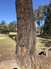 Eucalyptus sideroxylon
