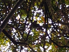 Prolemur simus