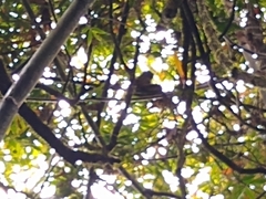 Prolemur simus