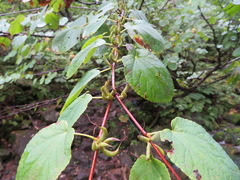 Cercidiphyllum magnificum, photograph (c) Marco Mussita, some rights reserved (CC BY)