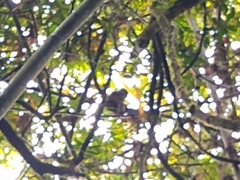 Prolemur simus
