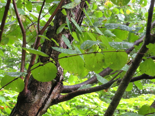 Cercidiphyllum magnificum, photograph 4