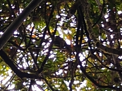 Prolemur simus