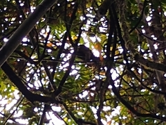 Prolemur simus