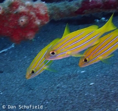 Lutjanus bengalensis