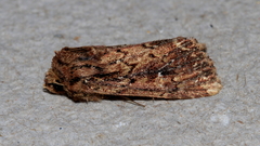 Dasygaster ligniplena