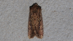 Dasygaster ligniplena