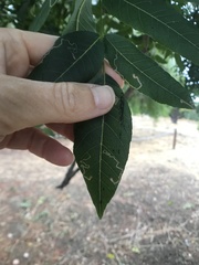 Stigmella longisacca