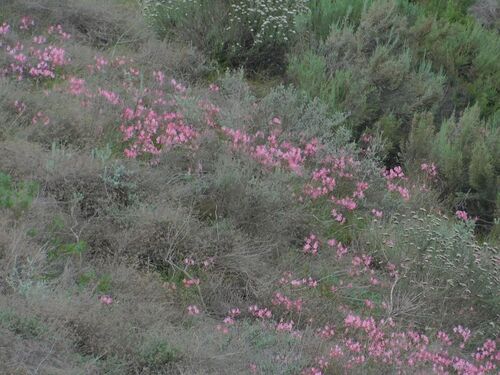 Nerine humilis