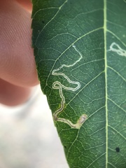 Stigmella longisacca