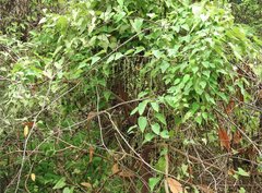 Cyclea hypoglauca