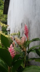 Magnoliopsida