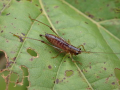 Conocephalus attenuatus