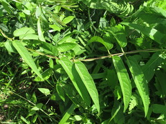 Vincetoxicum volubile